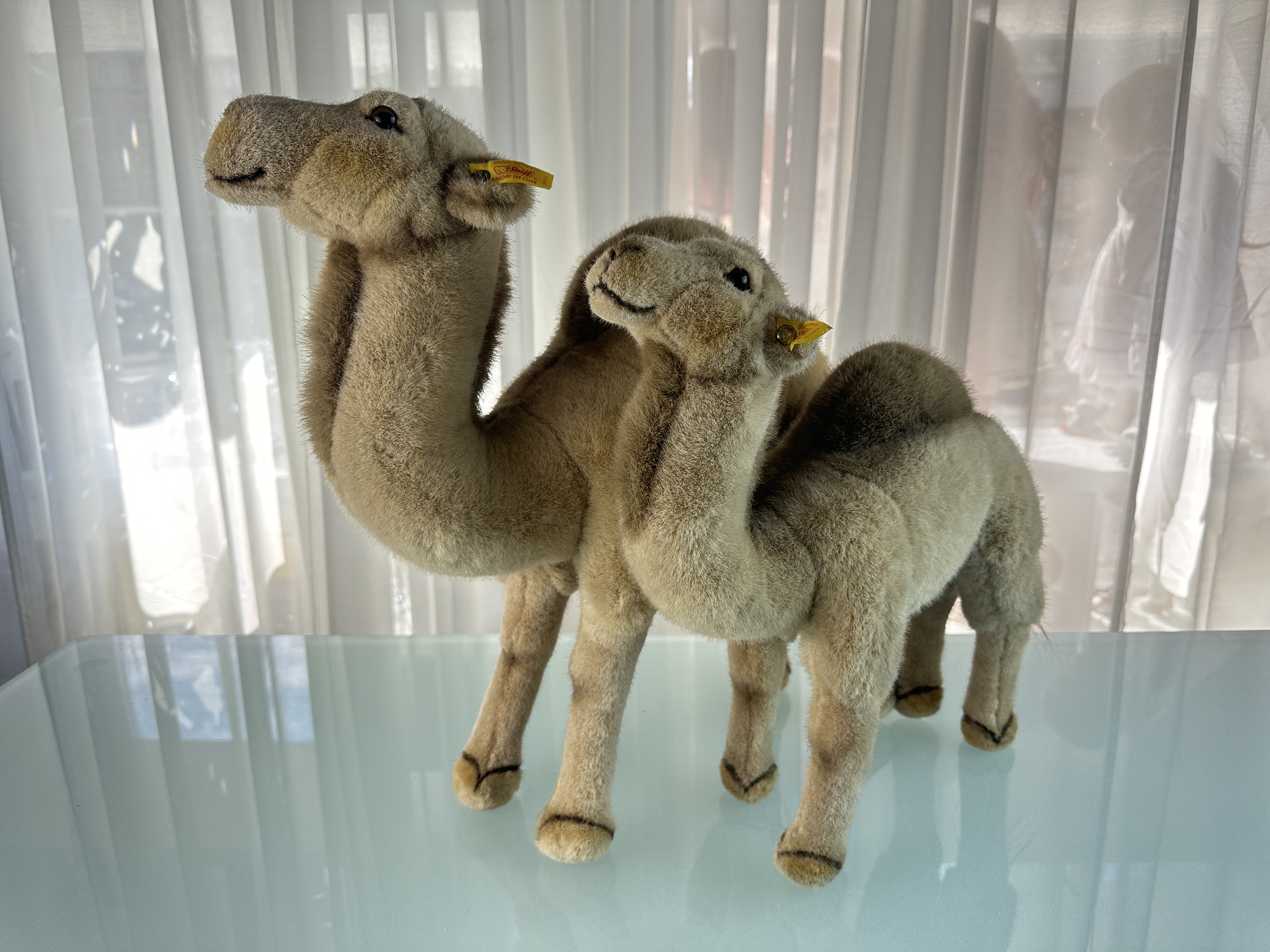 Steiff Dromedar Set Hocky 35cm & 44cm Top Zustand 066900 &066924 